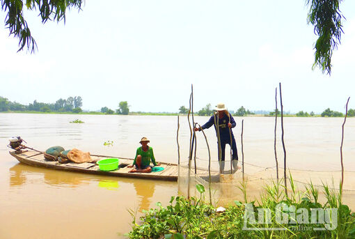 “Đã mắt” xem con cá linh ở đầu nguồn