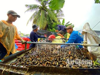 Sàng ốc mưu sinh trong mưa