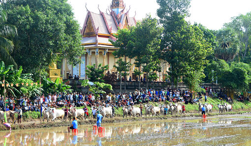 Sẵn sàng Hội Đua bò Bảy Núi năm 2024