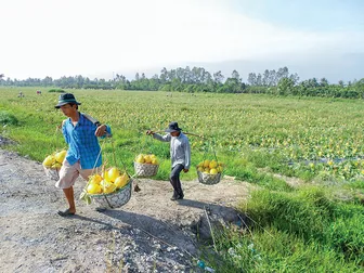 Vĩnh Long thúc đẩy ngành chế biến rau quả phát triển