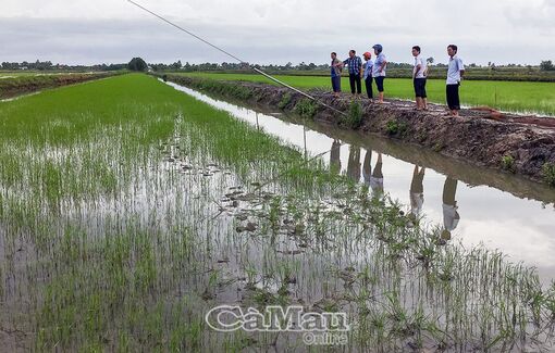 Cà Mau: Bảo vệ lúa mới gieo sạ