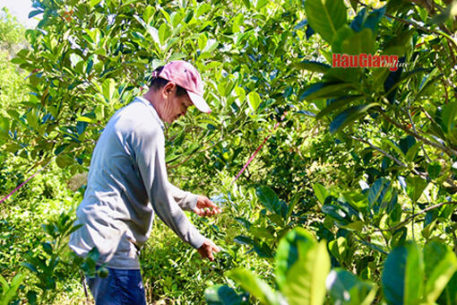 Hậu Giang: Xóa đói giảm nghèo nhờ mô hình sản xuất hiệu quả