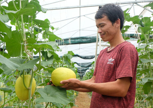 Long An: Thanh niên 9X thành công với dưa lưới