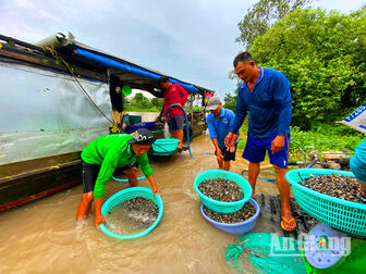 Chộn rộn mùa hến