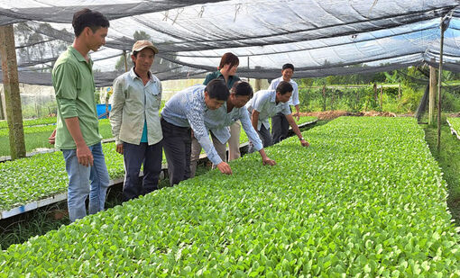 Ươm cây giống phục vụ sản xuất chuyên canh rau màu ở Châu Phú