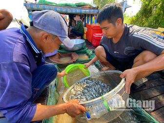 Nhộn nhịp thu mua cá đồng