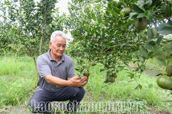 Sóc Trăng: Cây quýt đường “vững chân” trên vùng đất trũng phèn