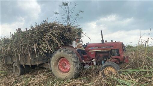 Lần đầu tiên mía đường Việt Nam dẫn đầu khu vực ASEAN về năng suất