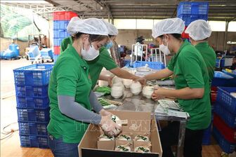 Trung Quốc nhập khẩu lô hàng dừa tươi đầu tiên của Việt Nam qua cửa khẩu đường bộ