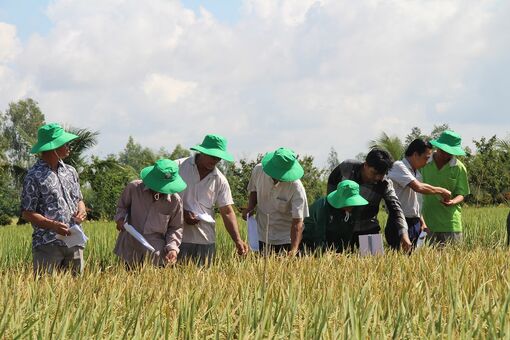 Tân Châu tiếp tục cơ cấu lại ngành nông nghiệp