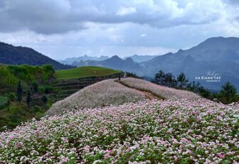 Tam giác mạch nở rộ trên cao nguyên đá Hà Giang