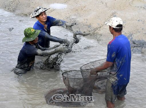 Nhộn nhịp mùa thu hoạch cá chình