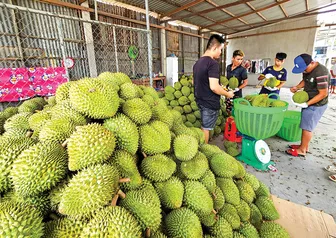 Rộng cửa cho sầu riêng xuất ngoại