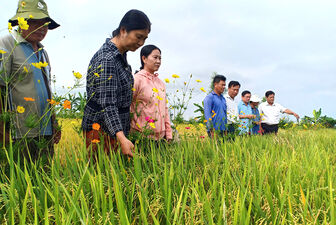 Tổng kết mô hình thí điểm Đề án 1 triệu héc-ta lúa chất lượng cao