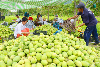 Phát triển vùng chuyên canh xoài