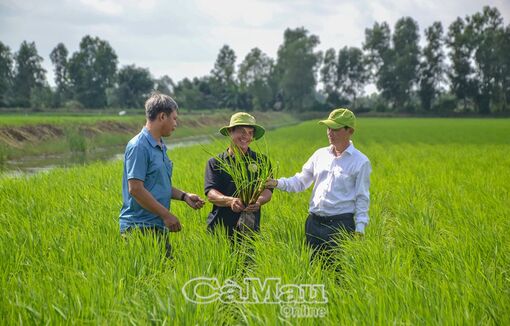 Ðề án 1 triệu héc-ta lúa hiệu quả tích cực bước đầu