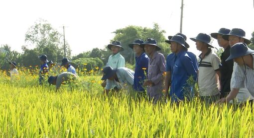 Châu Phú tổng kết mô hình sản xuất lúa hàng hóa thương phẩm