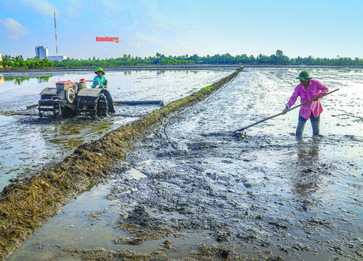 Hậu Giang: Tất bật cho vụ lúa Đông xuân