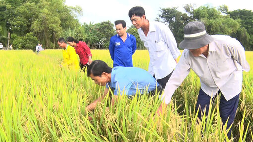 Hiệu quả sản xuất trên mô hình thí điểm theo Đề án 1 triệu héc-ta lúa chất lượng cao