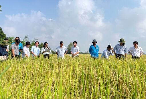 Huyện Tri Tôn tổng kết mô hình trình diễn thực hiện Đề án 1 triệu héc-ta lúa chất lượng cao