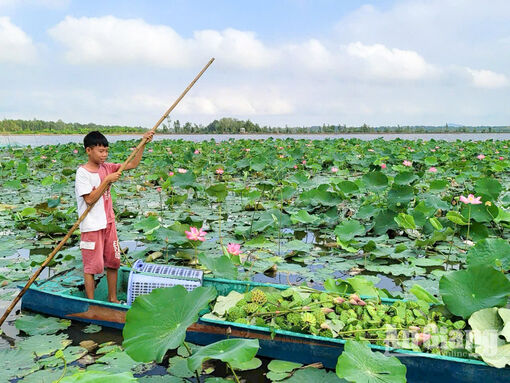 Ra đồng xem ướp trà hoa sen