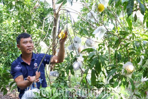 Cây vú sữa hoàng kim “vững chân” trên vùng đất trũng phèn