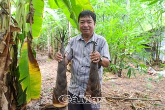 Cà Mau: Lấy ngắn nuôi dài, cải thiện thu nhập