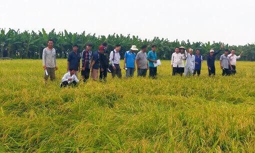 Sản xuất lúa thương phẩm bằng thiết bị mới