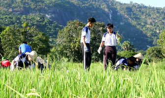 Thanh niên Tri Tôn ra quân trồng hoa cung đường cánh đồng trâm