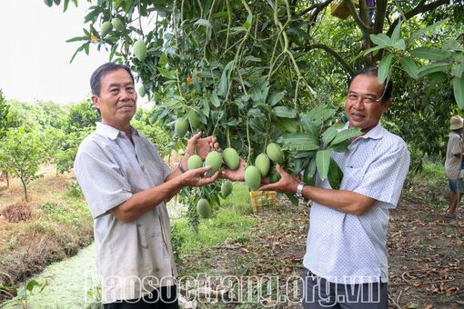 Sóc Trăng: Nhà vườn chuẩn bị trái cây bán dịp tết Nguyên đán Ất Tỵ 2025