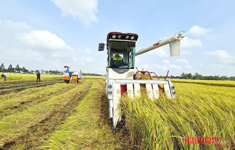 Hậu Giang: Nỗ lực thực hiện chỉ tiêu