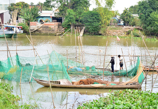 Dỡ chà bắt cá trên sông