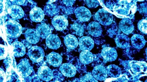 Phát hiện cây hương nhu chứa chất ức chế sự phát triển của virus SARS-CoV 2