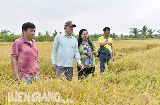 Nông dân trồng lúa tăng lợi nhuận 17,8 triệu đồng/ha khi sử dụng phân hữu cơ