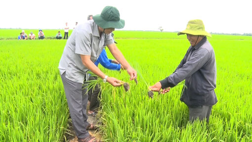 Lãnh đạo huyện Phú Tân kiểm tra xuống giống vụ đông xuân