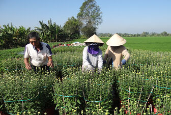 Nghề trồng hoa Tết