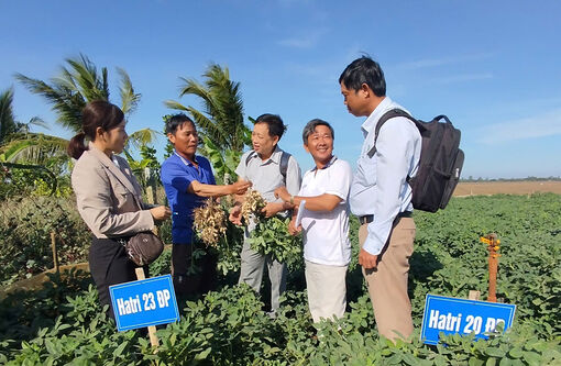 Mang giống đậu phộng năng suất, chất lượng cao về vùng đất An Phú