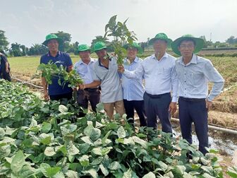 Phát triển nông nghiệp ở huyện Châu Phú