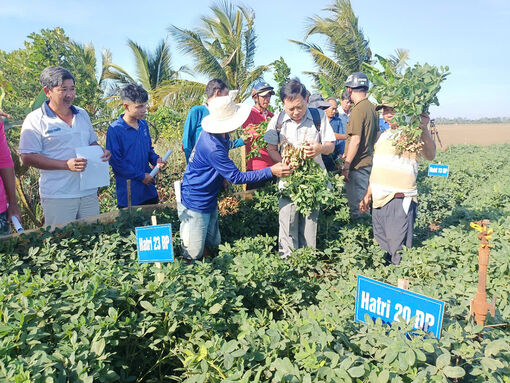 Khảo nghiệm giống đậu phộng năng suất cao