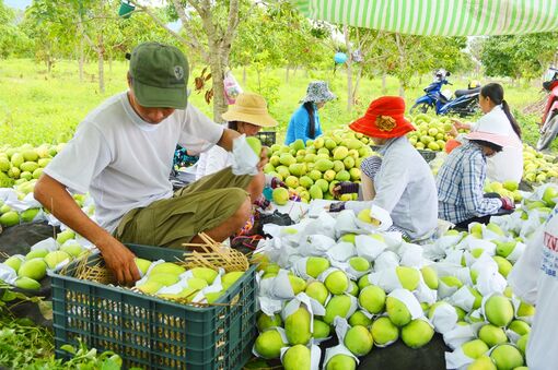 An Phú nâng cao hiệu quả sản xuất nông nghiệp