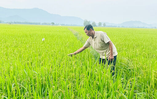 Đề phòng dịch hại trước, trong và sau Tết Nguyên đán