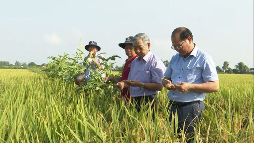 Thực hiện đề án 1 triệu ha chuyên canh lúa chất lượng cao tại Châu Phú