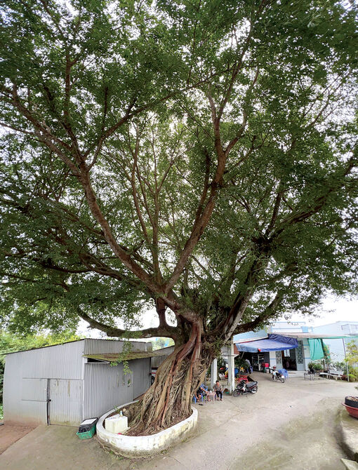 Chiêm ngưỡng những cây di sản