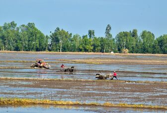 Nông nghiệp An Giang phát triển bền vững