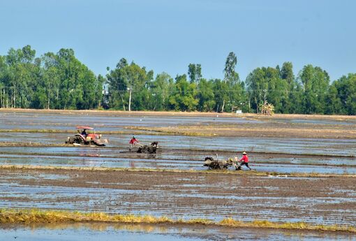 Nông nghiệp An Giang phát triển bền vững