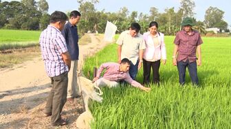 Lãnh đạo huyện Phú Tân thăm đồng sau Tết Nguyên đán