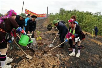 Trồng cây, gây rừng vì một Việt Nam xanh