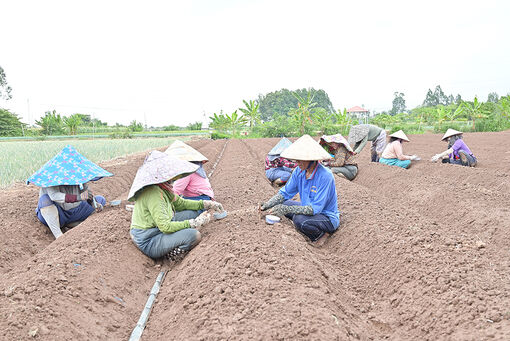 Châu Thành đẩy mạnh chuyển đổi cây trồng