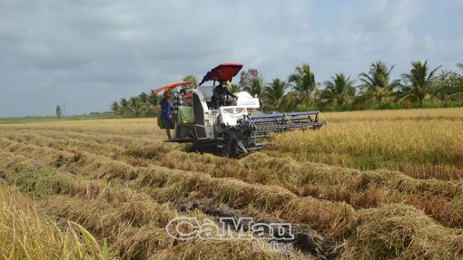 Phấn khởi ra đồng đầu năm mới