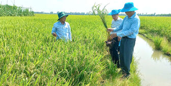 Tăng cường phòng, chống dịch hại sau Tết